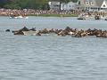 Chincoteague Pony Swim July 2007 049